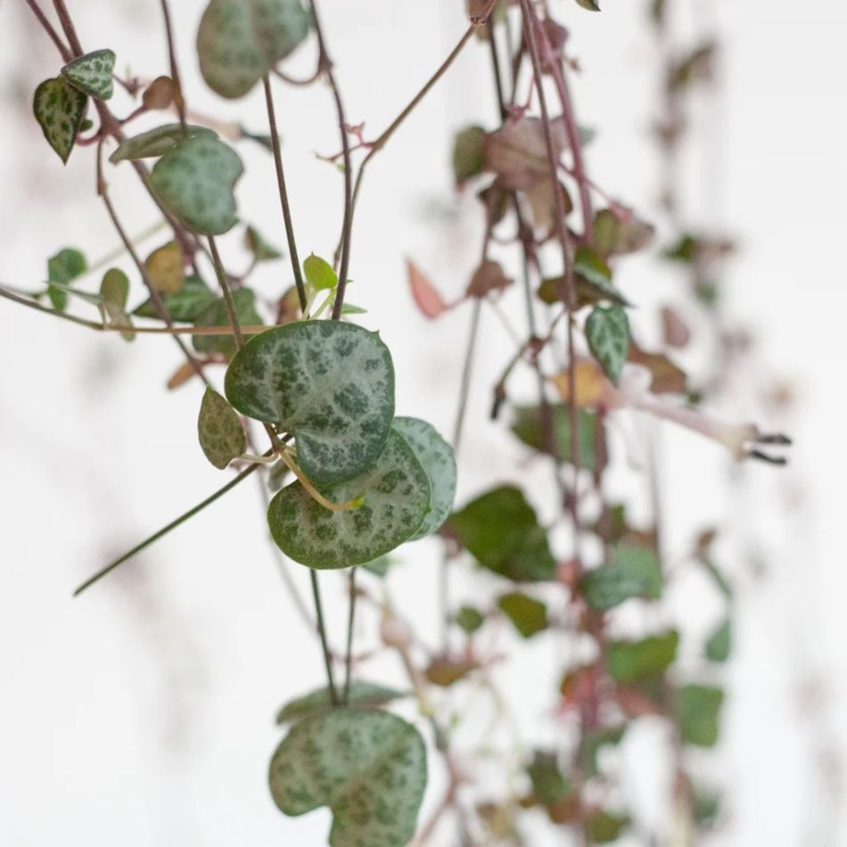 Ceropegia-Woodii-P14-5-1024 1
