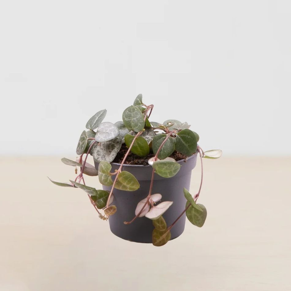 mini ceropegia