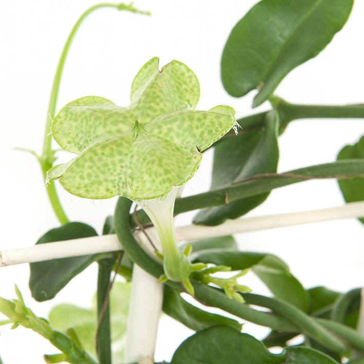 ceropegia sandersonii