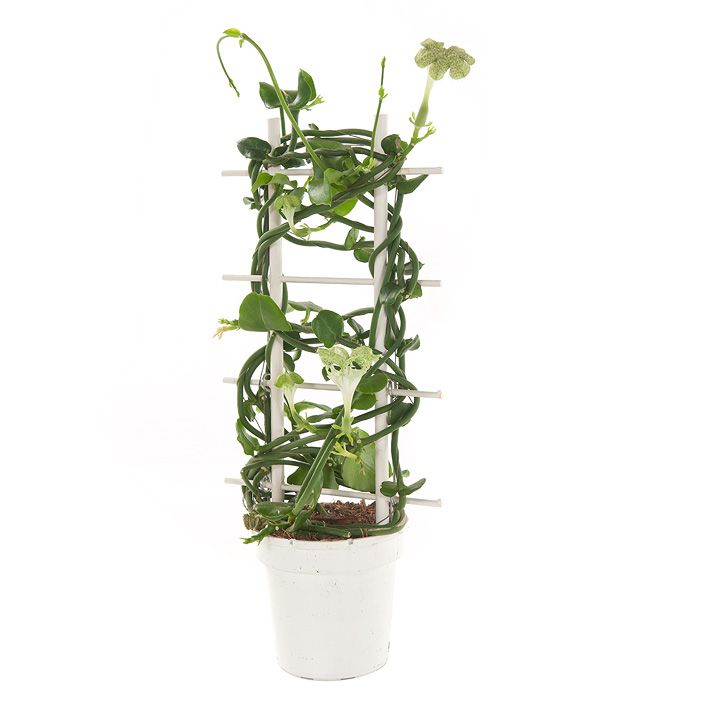 Parachuteplant