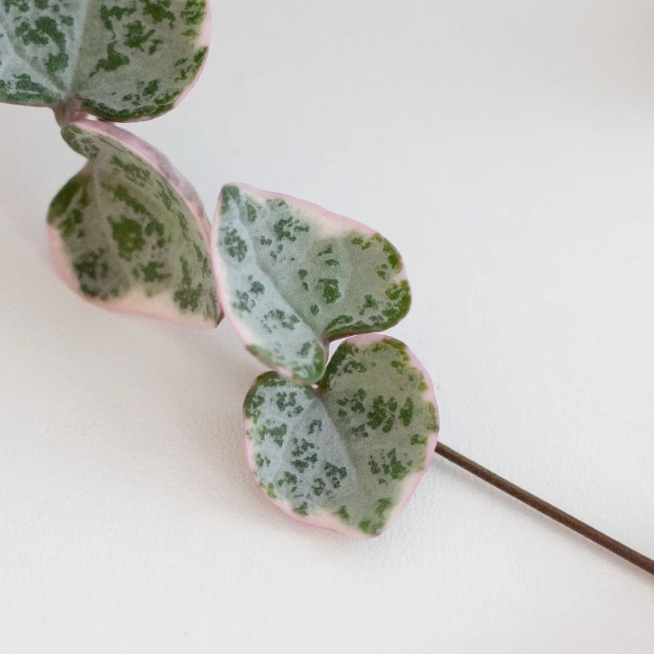 Ceropegia Woodii Variegata
