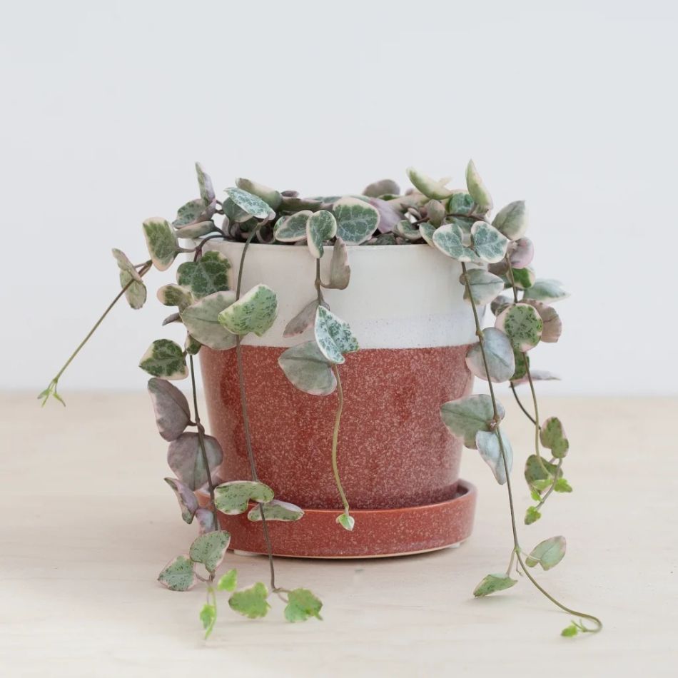 Ceropegia Woodii Variegata