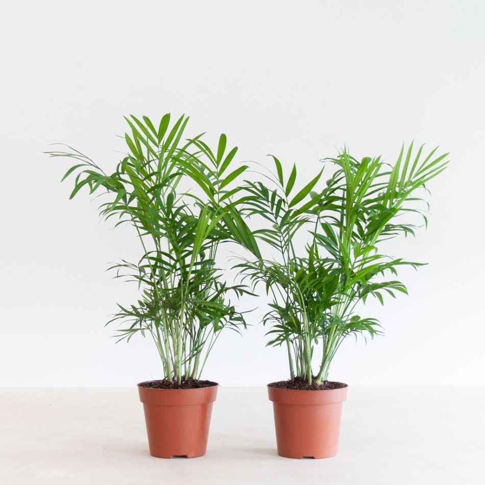 Chamadorea-Elegans-Duo-p12-1