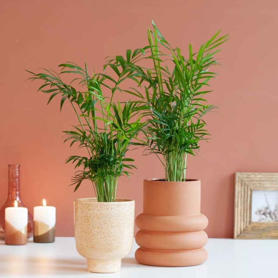 Chamaedorea-Elegans-Duo-1024