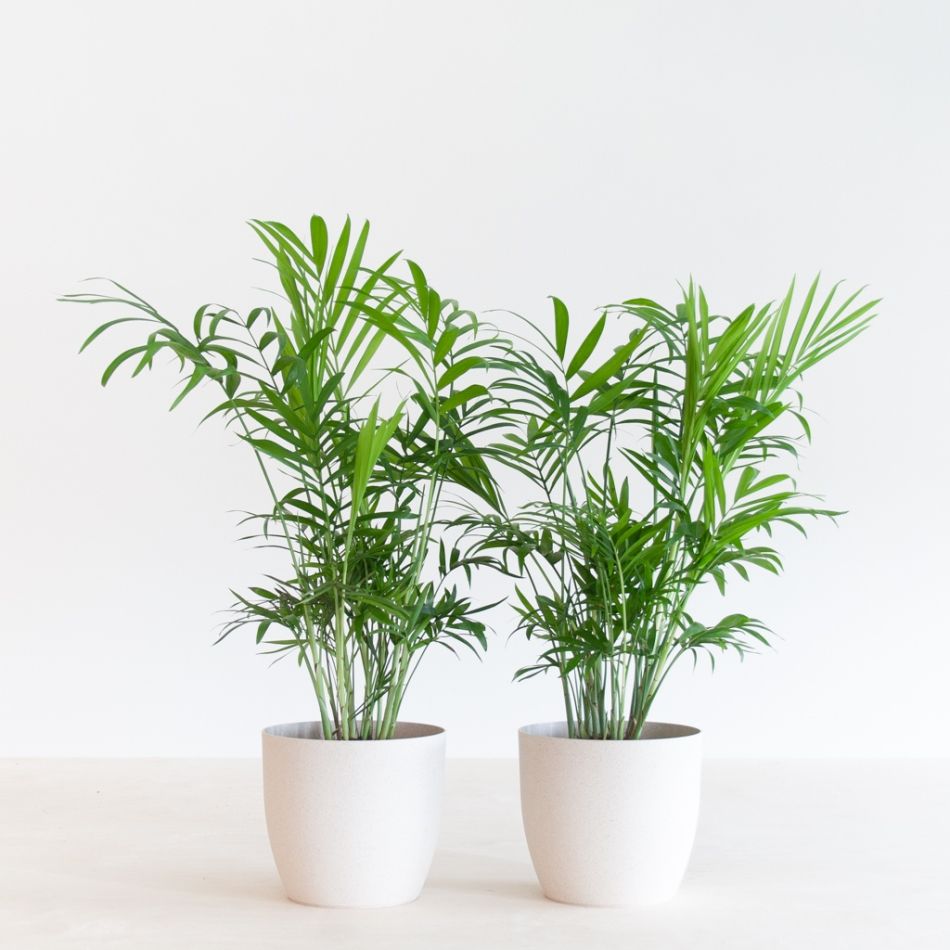 Chamaedorea-Elegans-Duo-p12-2