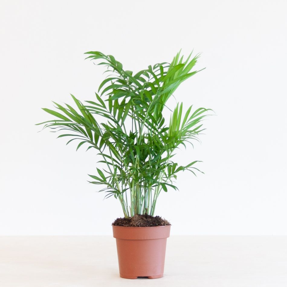 Chamaedorea-Elegans-p12-1