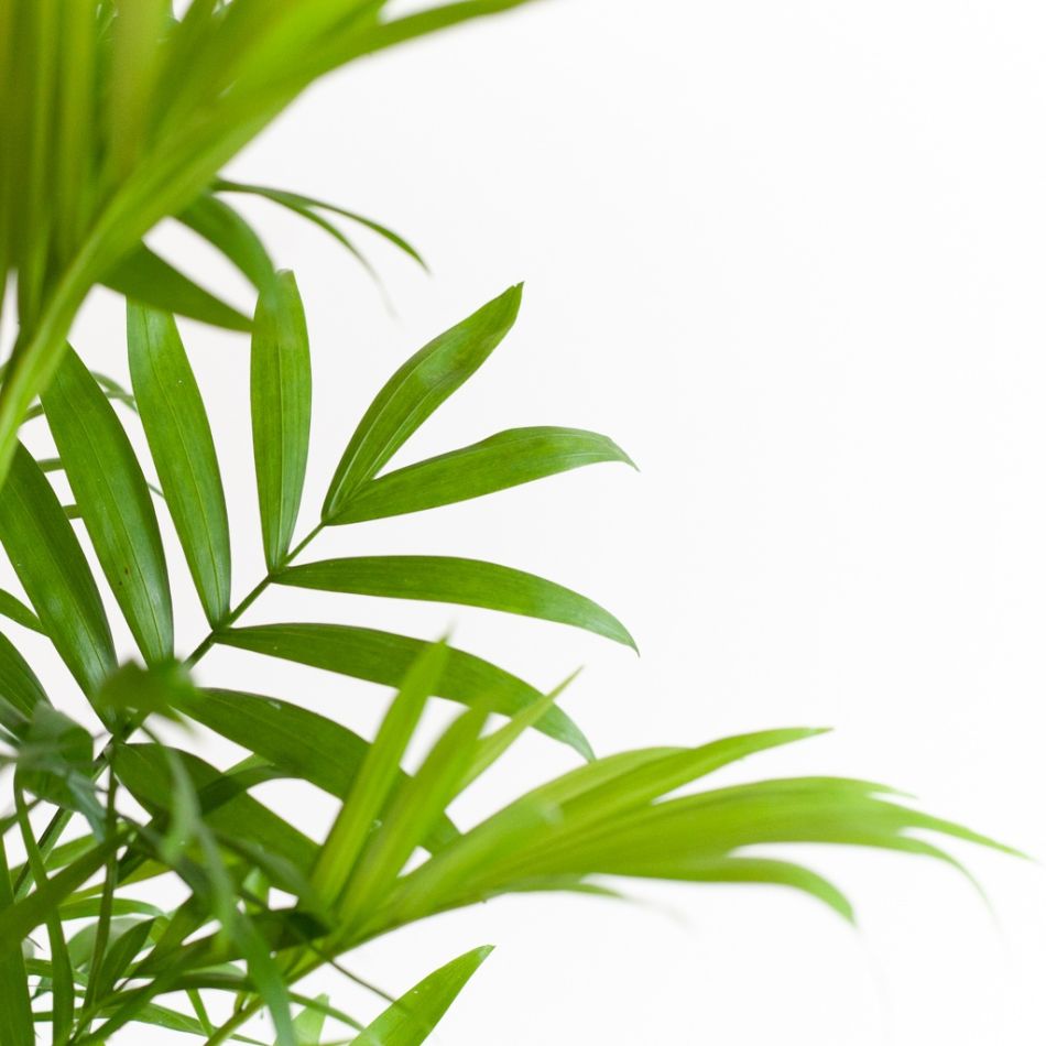 Chamaedorea-Elegans-p12-3 2