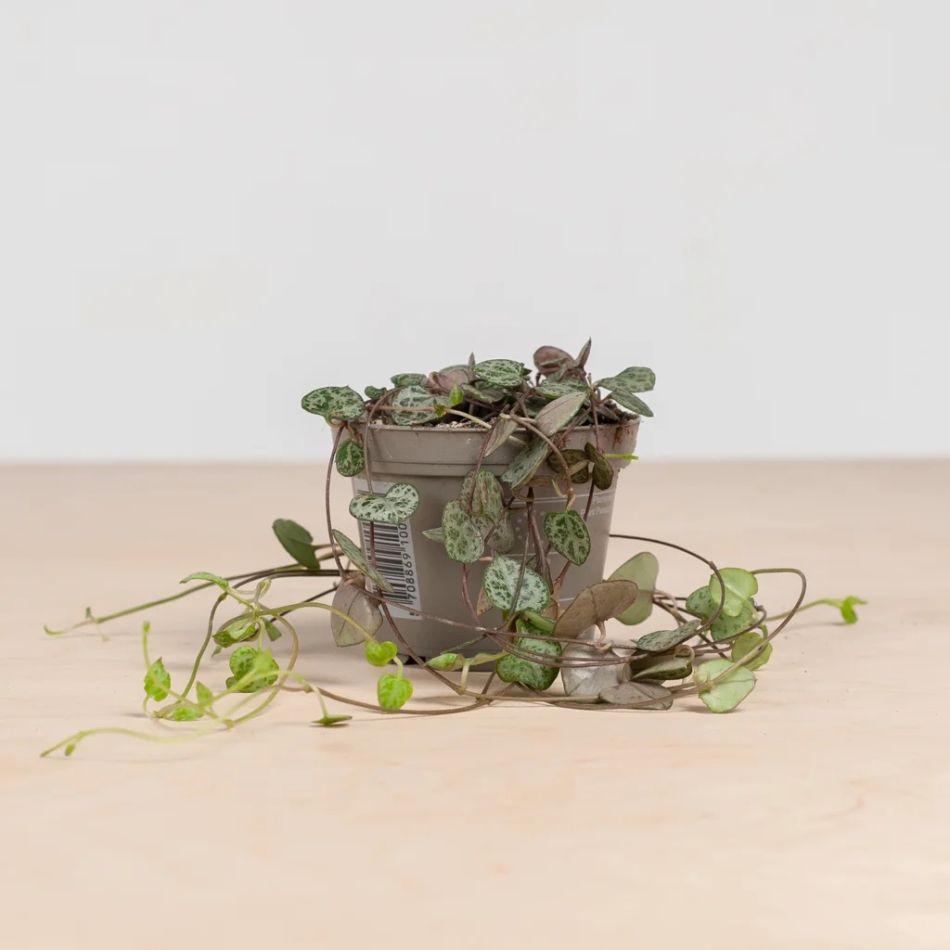 Chinees Lantaarnplantje - Ceropegia Woodii - P8