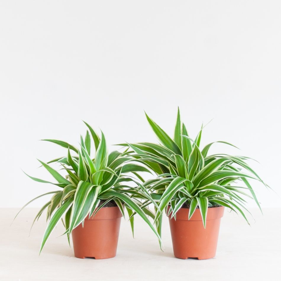 Chlorophytum-Comosum-Duo-p12-1