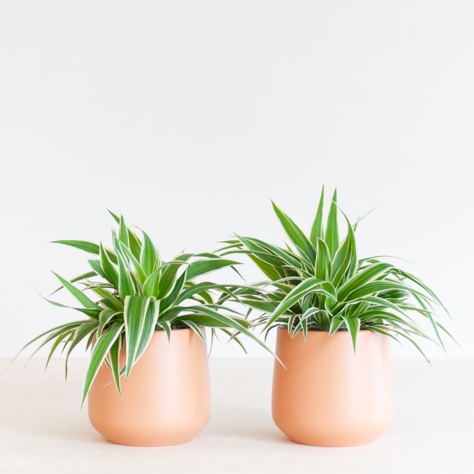Chlorophytum-Comosum-Duo-p12-2