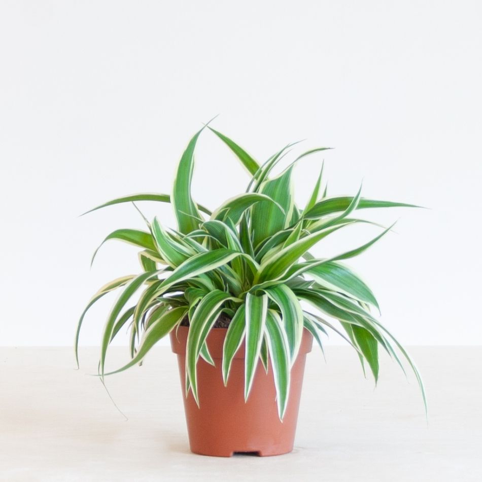 Chlorophytum-Comosum-p12-1