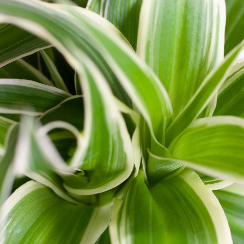 Chlorophytum-Comosum-p12-6