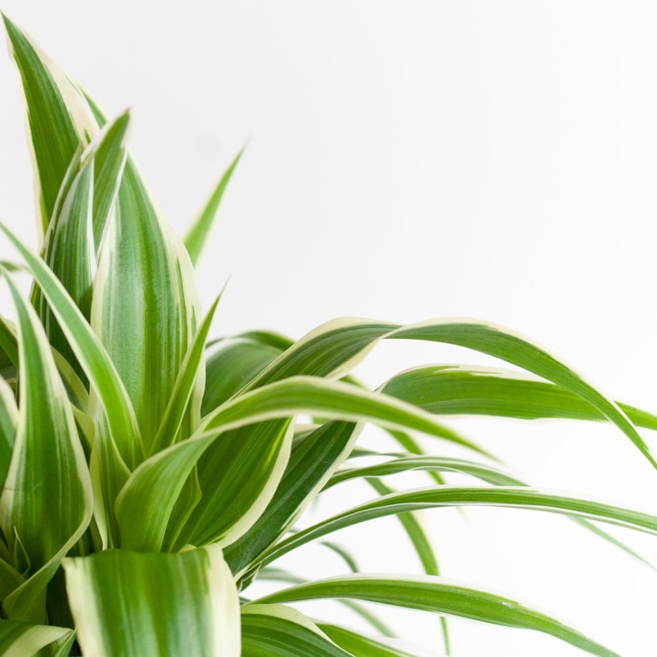 Chlorophytum-Comosum-p12-7 1