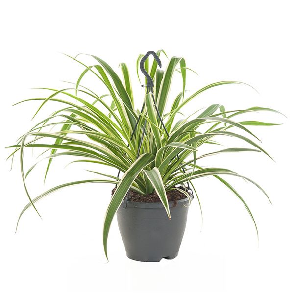 Graslelie hangplant