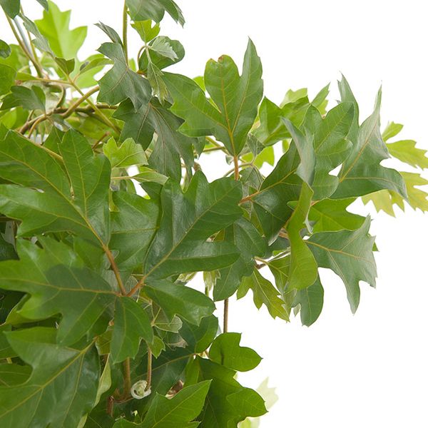 Cissus Rhombifolia