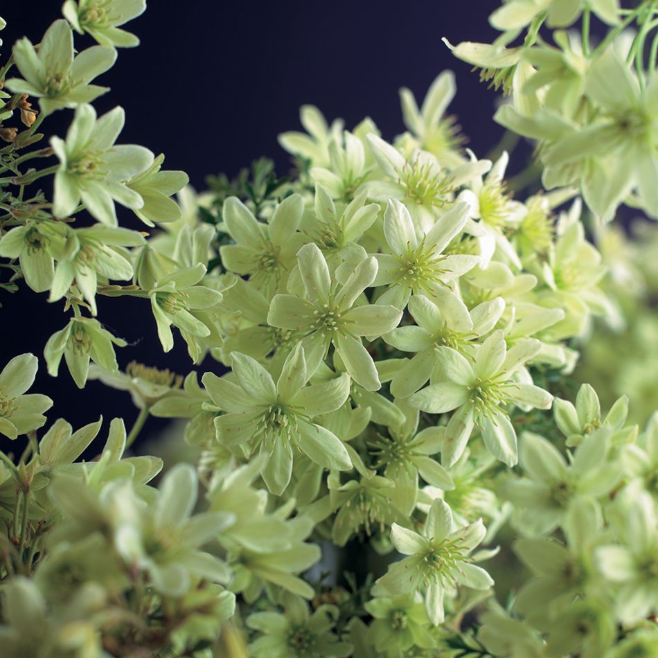 clematis pixie