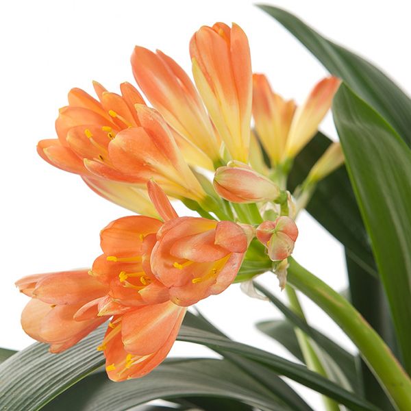 Clivia