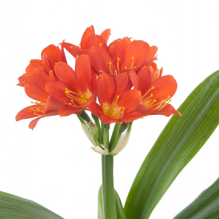 Clivia miniata bloem