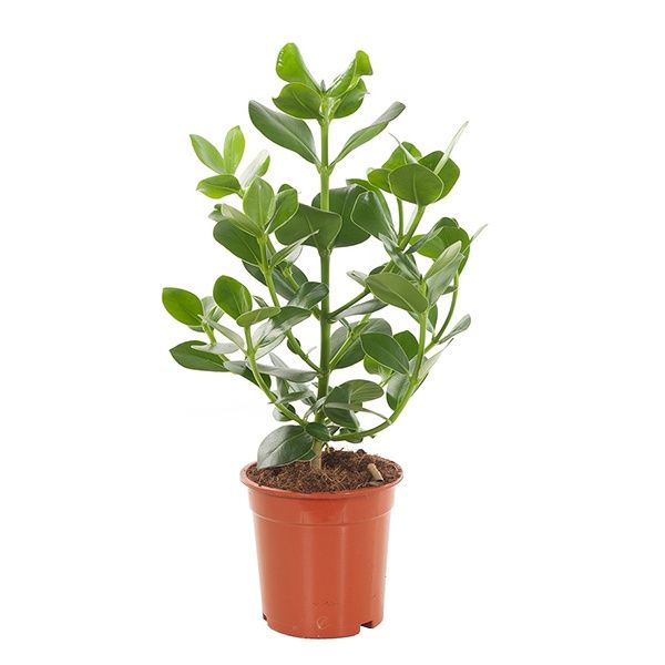 clusia rosea princess