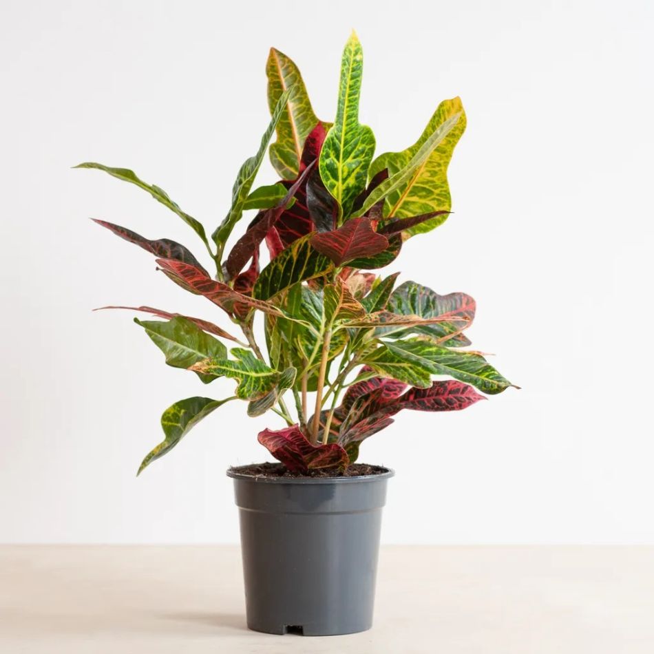 Codiaeum Excellent - Wonderstruik - P17