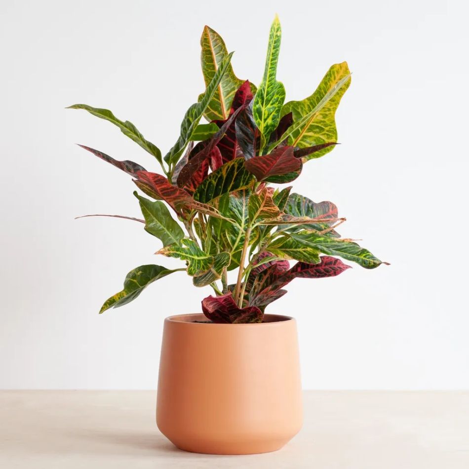 Codiaeum Croton