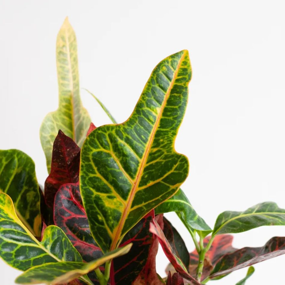 Codiaeum Croton