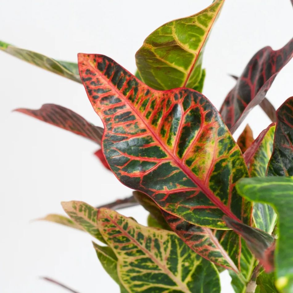 Codiaeum Croton