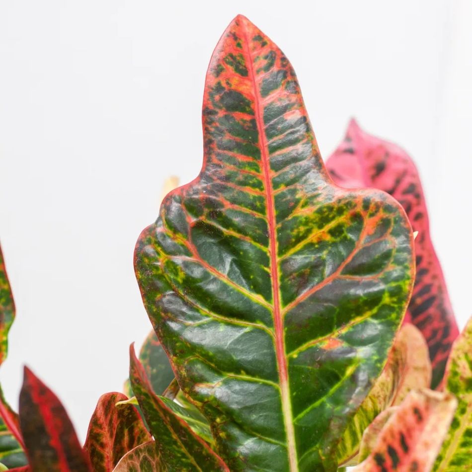Codiaeum Croton