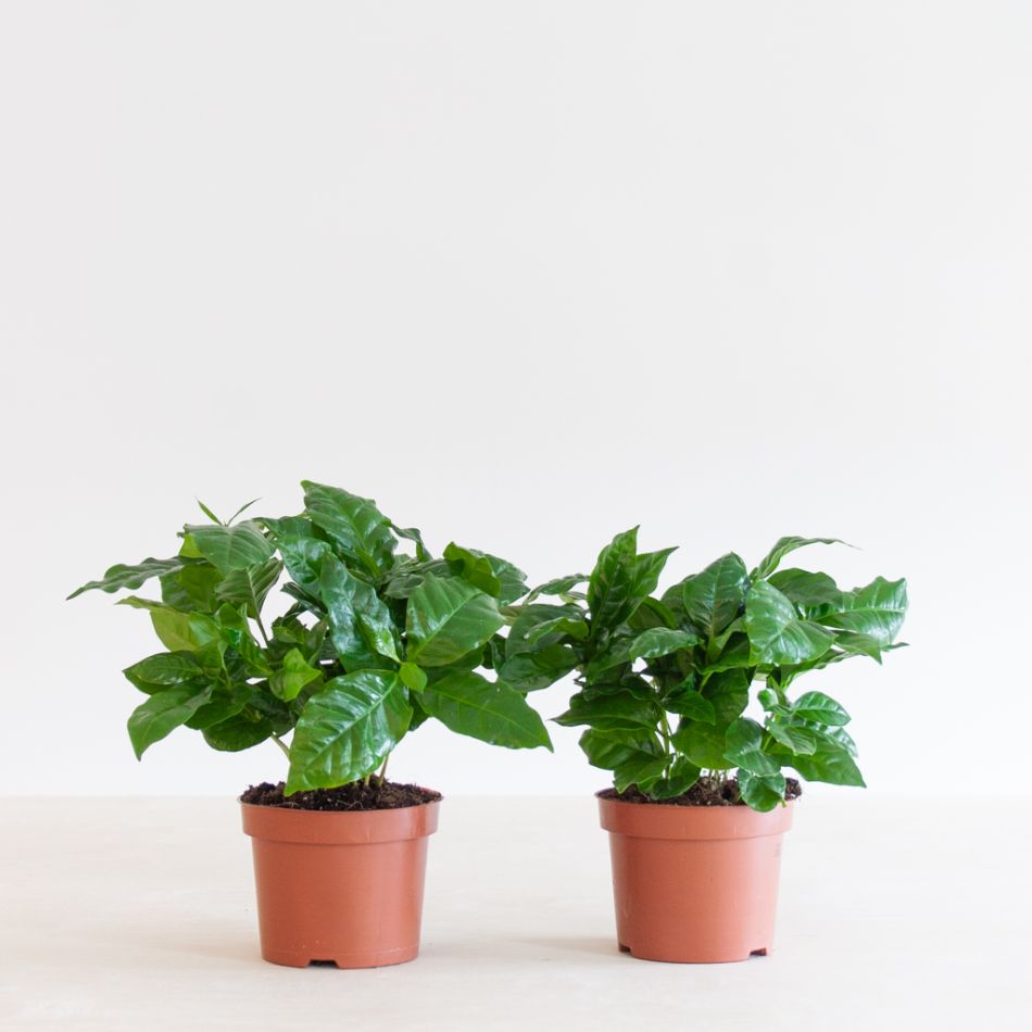 Coffea Arabica Duo - P12