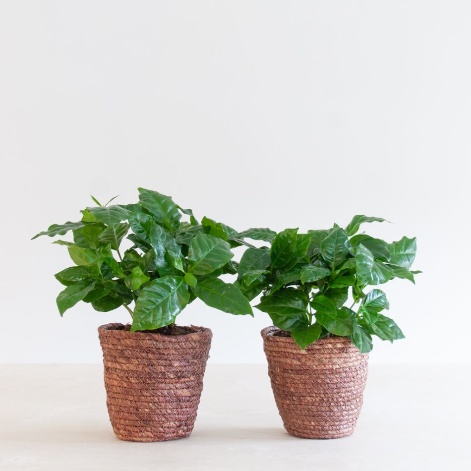 Coffea Arabica Duo - P12