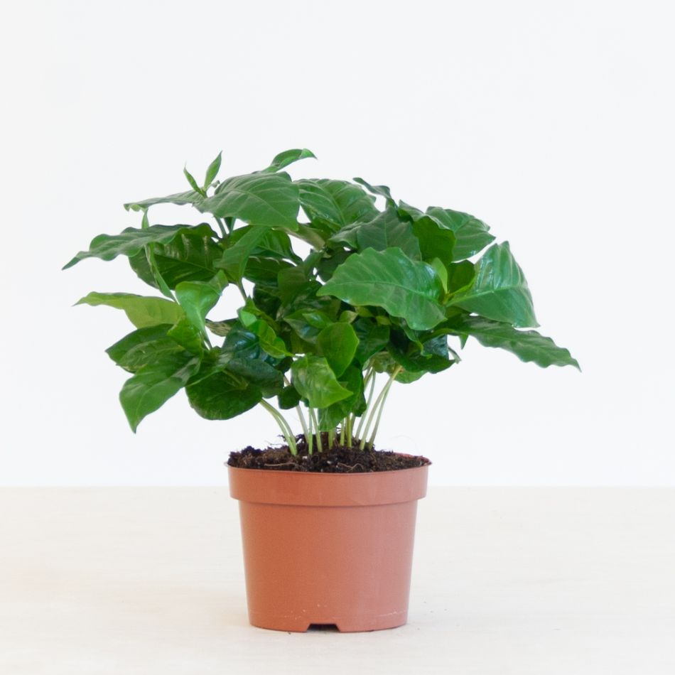 Koffieplant - Coffea Arabica - P12