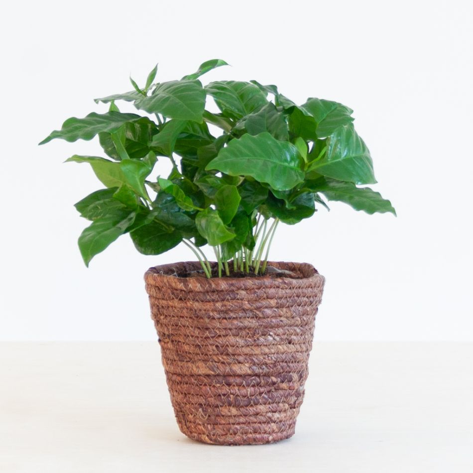 Koffieplant - Coffea Arabica - P12