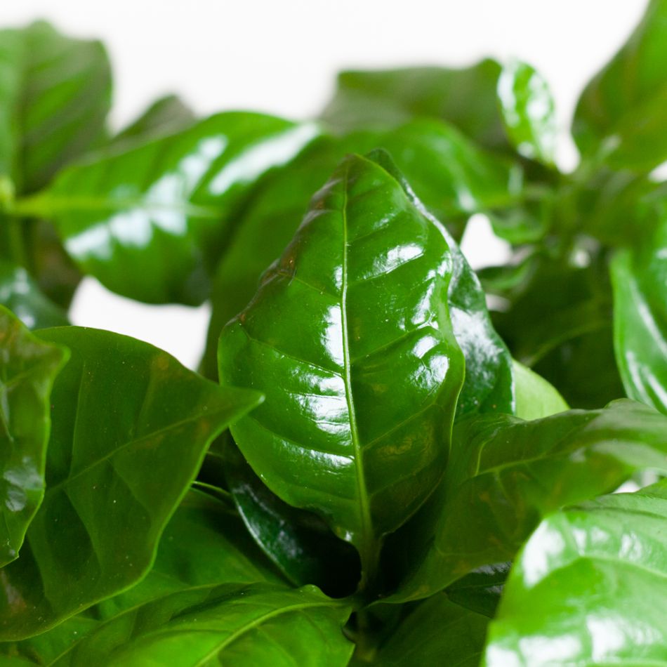 Koffieplant - Coffea Arabica - P12