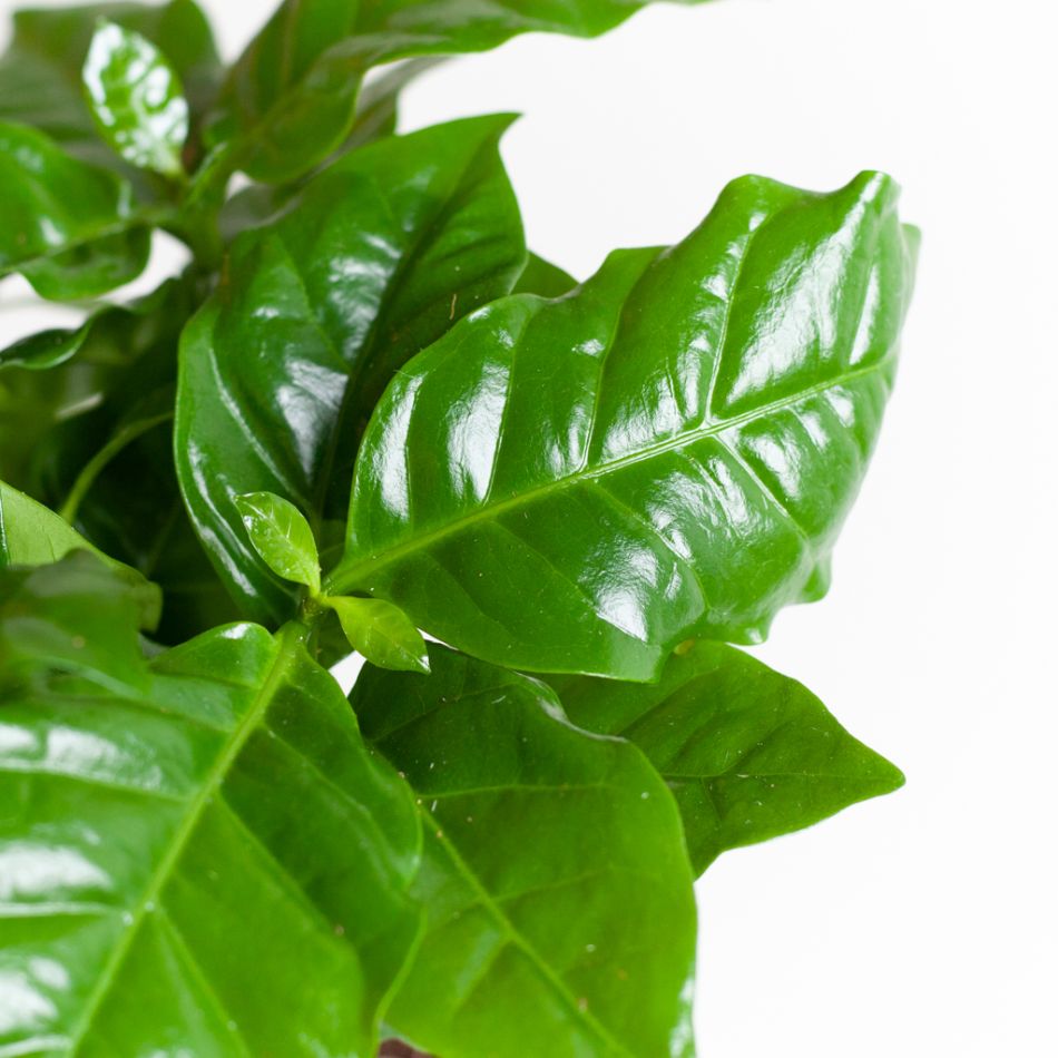 Koffieplant - Coffea Arabica - P12