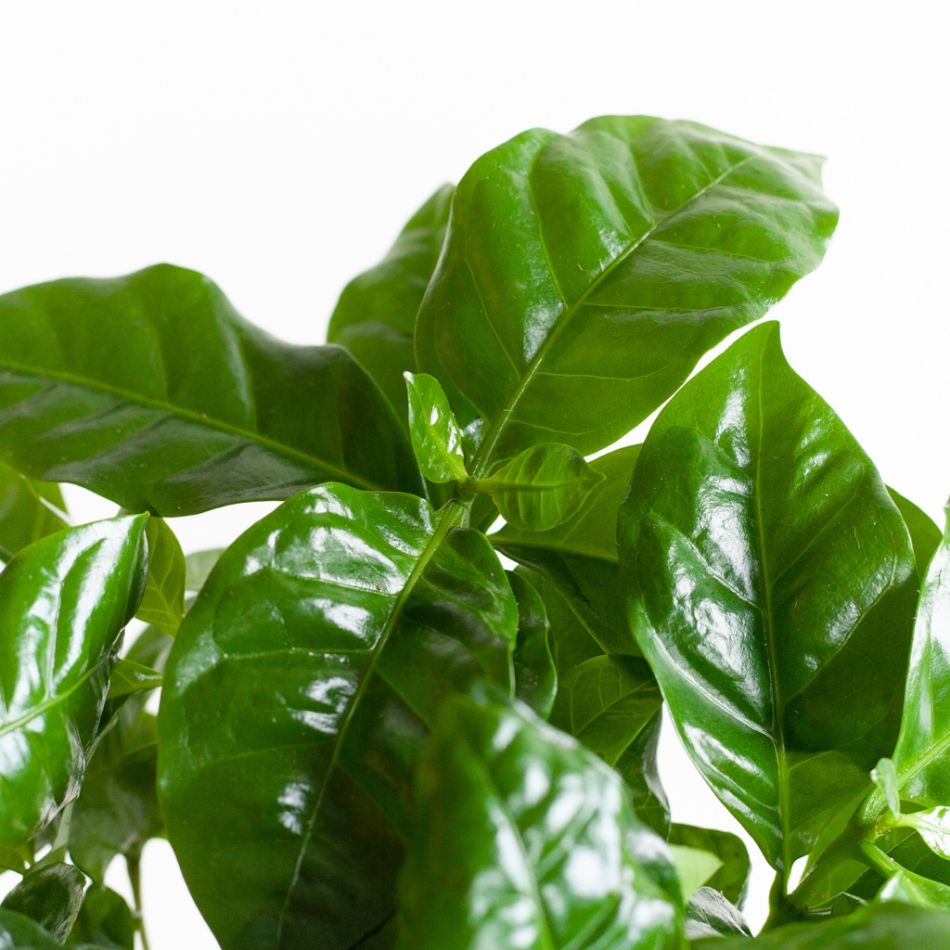 Coffea-Arabica-p12-5