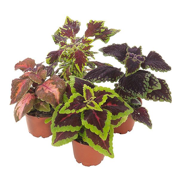Coleus