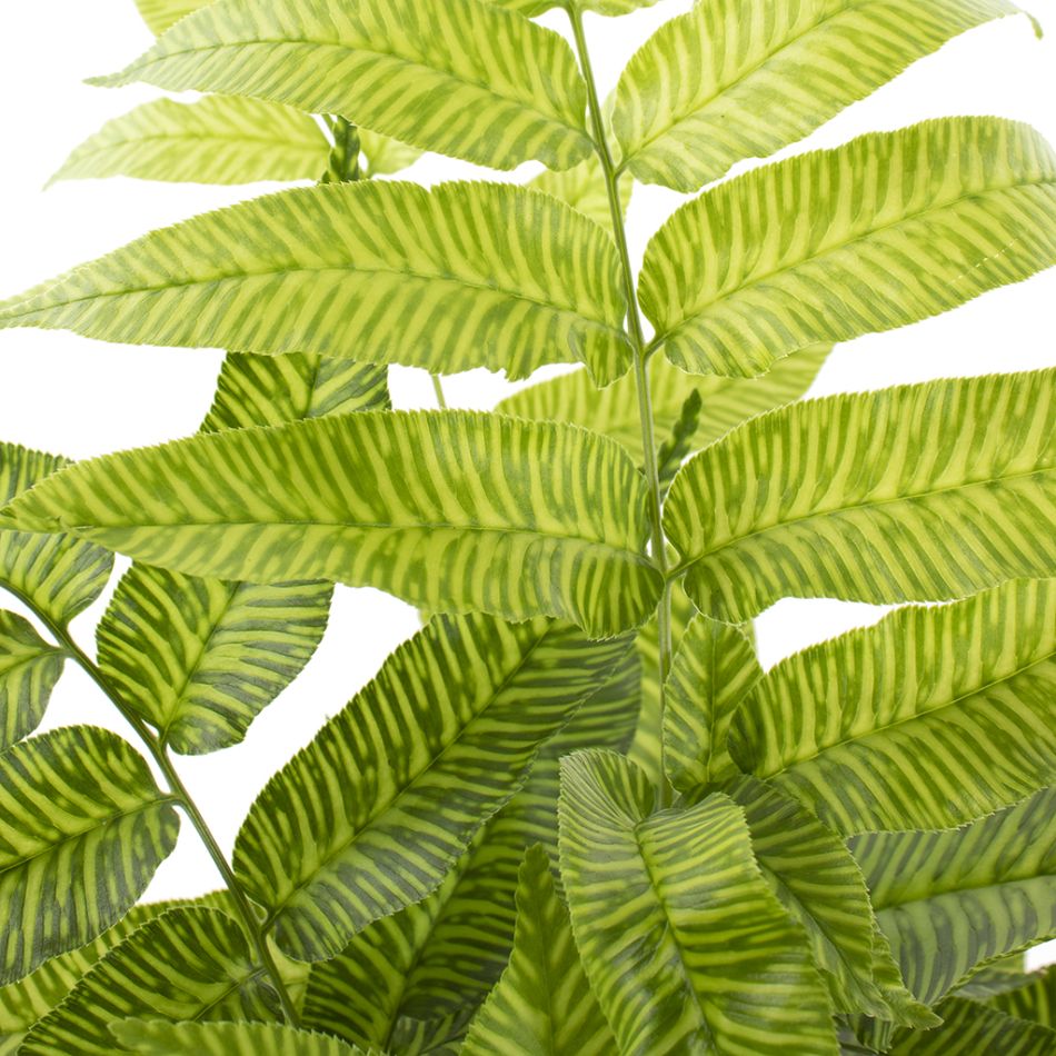 Coniogramme Emeiensis