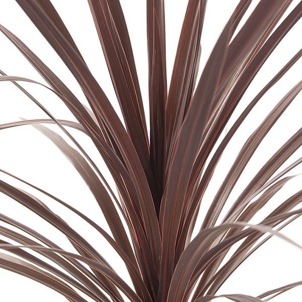 Cordyline Red Sensation