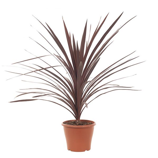 Cordyline australis red sensation