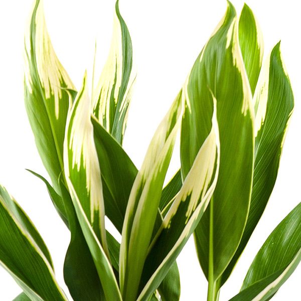 Cordyline fruticosa