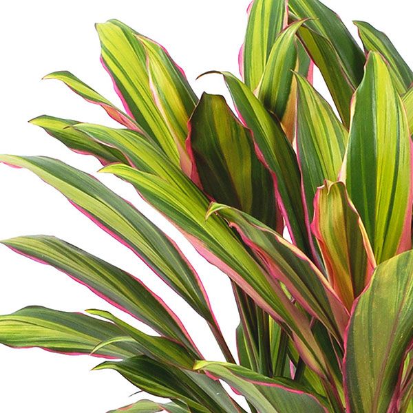 Cordyline Fruticosa