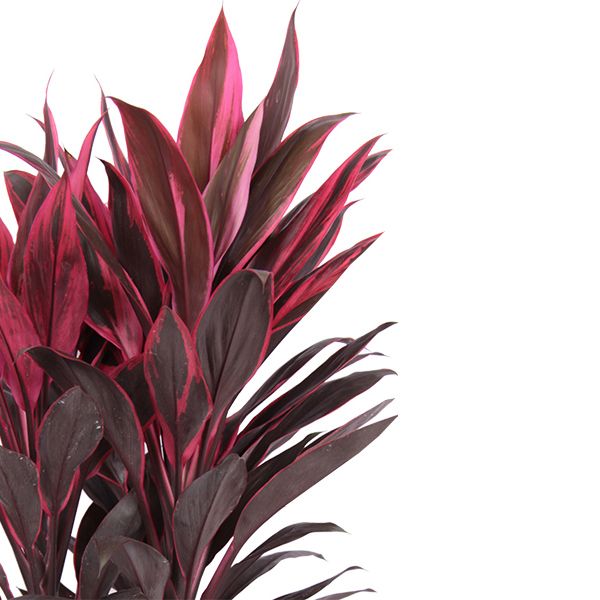 Cordyline tango blad