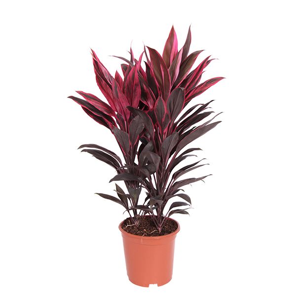 Cordyline