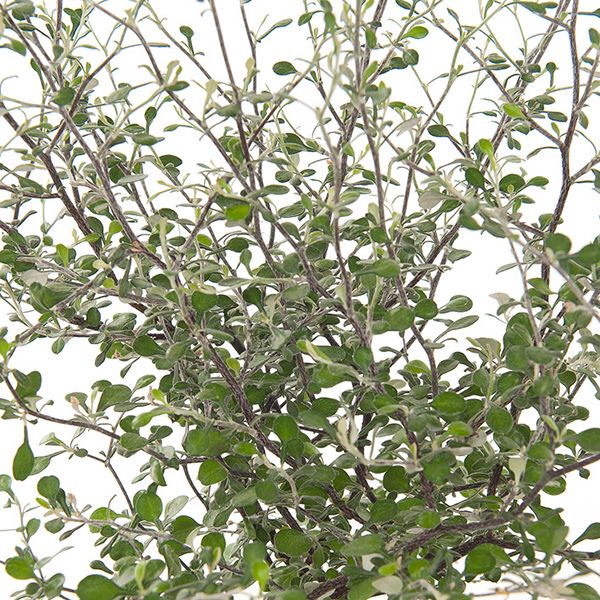 Corokia blad