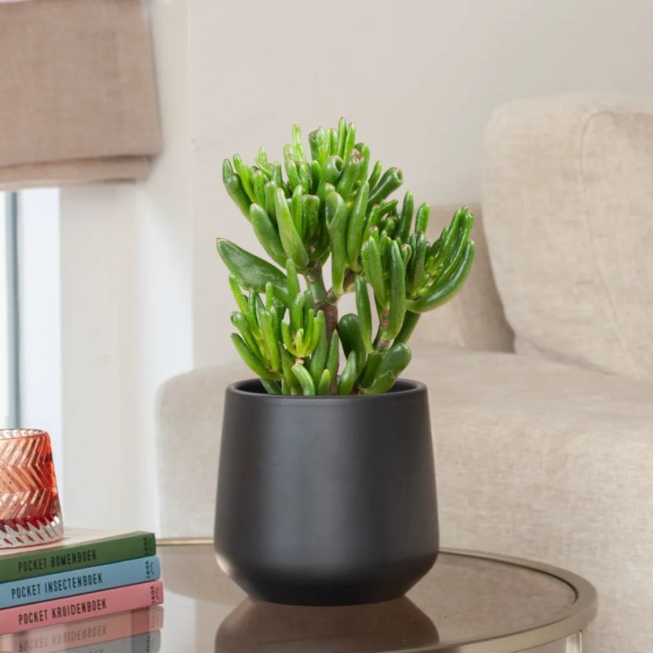 crassula hobbit kopen