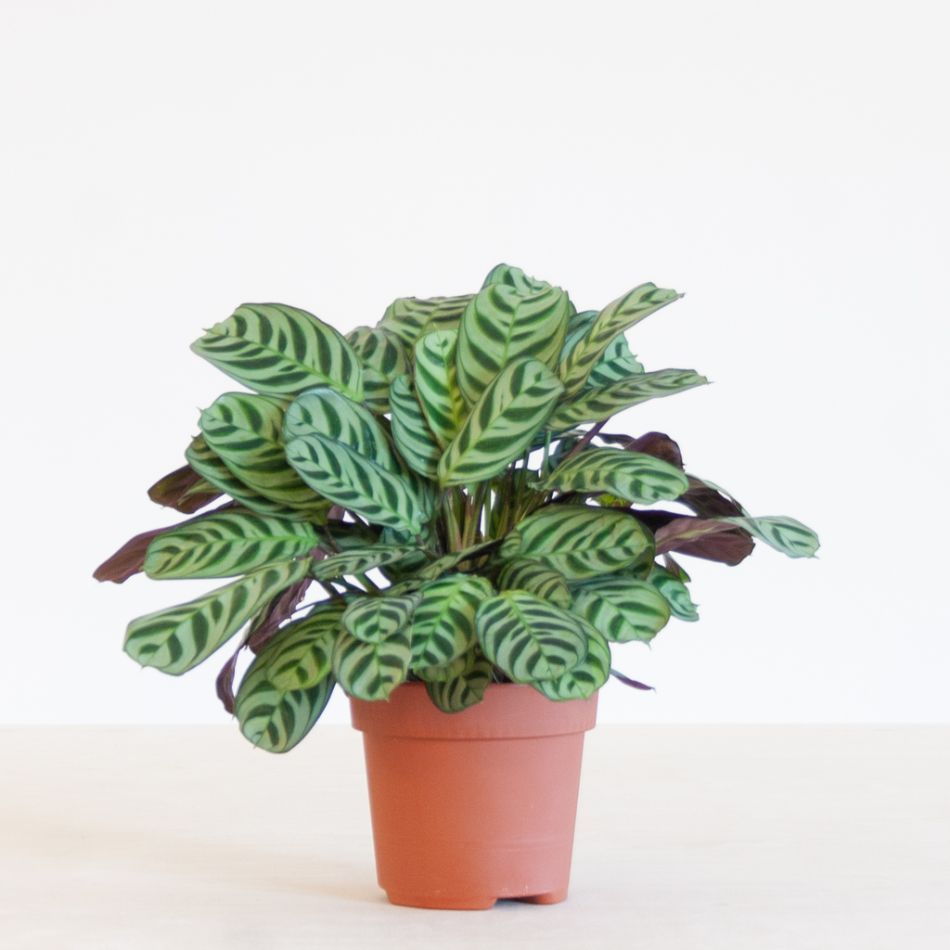 Ctenanthe Burle Marxii (Calathea Amabilis) - P12