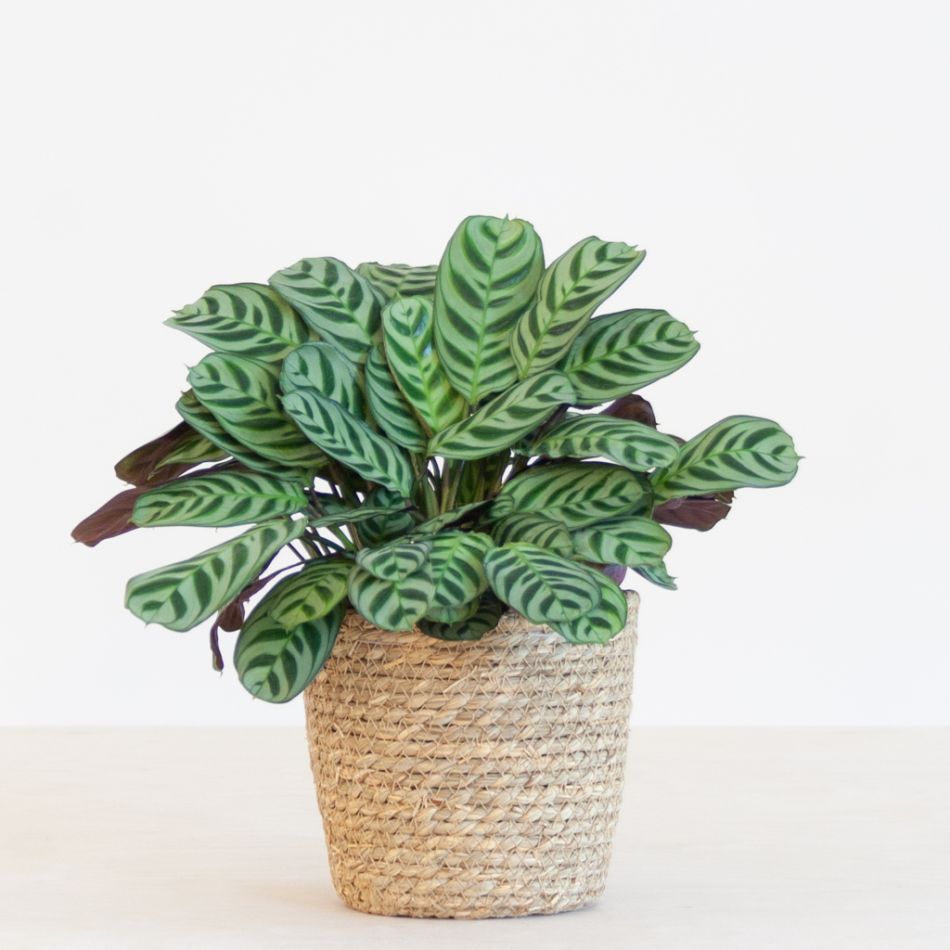Ctenanthe Burle Marxii (Calathea Amabilis) - P12