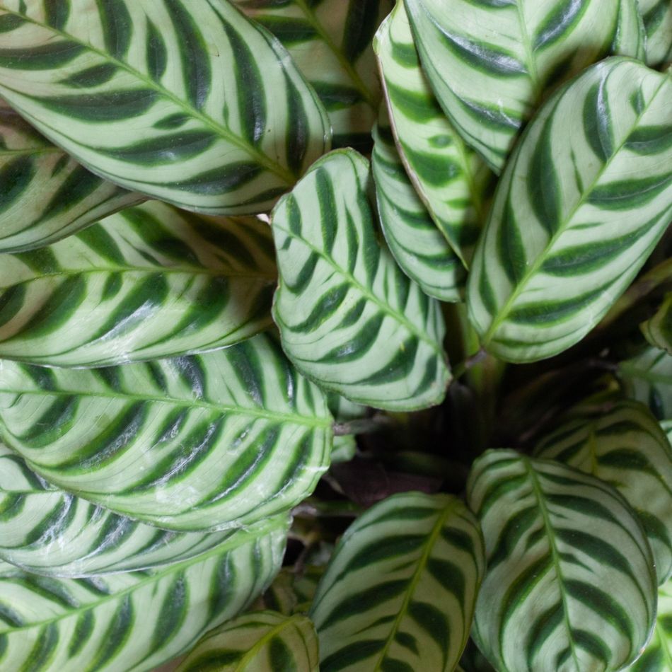 Ctenanthe-Burle-Marxii-p12-6