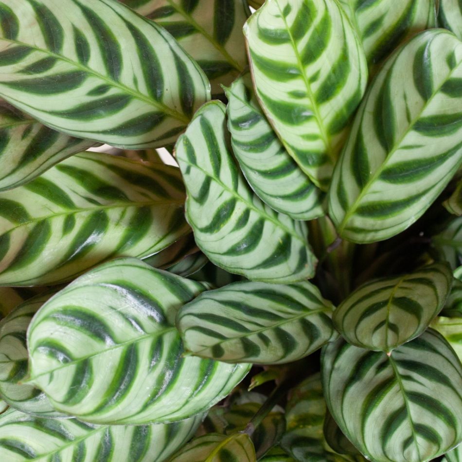 Ctenanthe-Burle-Marxii-p12-8 1