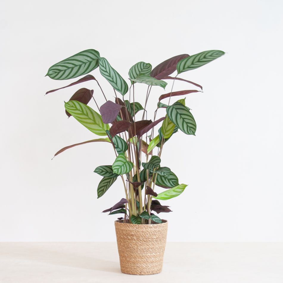 Ctenanthe Compact Star - P17